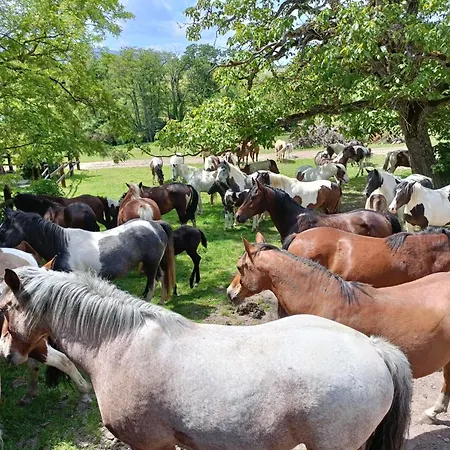 Relais Equestre Du Neufeld - Ete Penzion